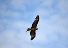 Zwarte wouw (oostelijk) (black-eared kite) Milvus migrans lineatus  - Ogii Nuur 14-08-2016 (9)